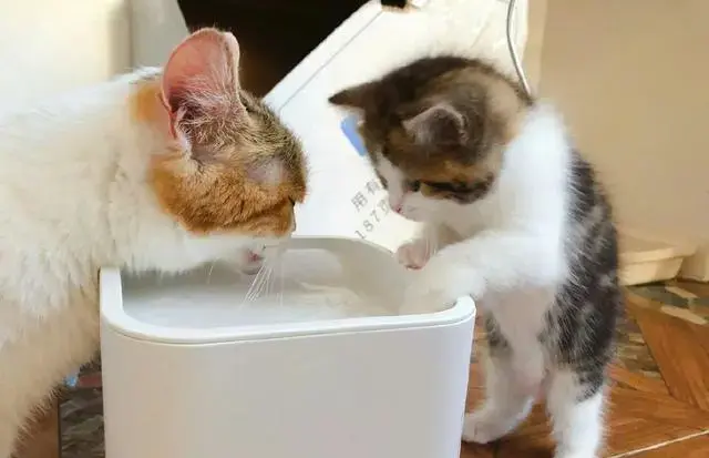 猫鼻支用什么药最有效(猫鼻支用什么药物治疗)