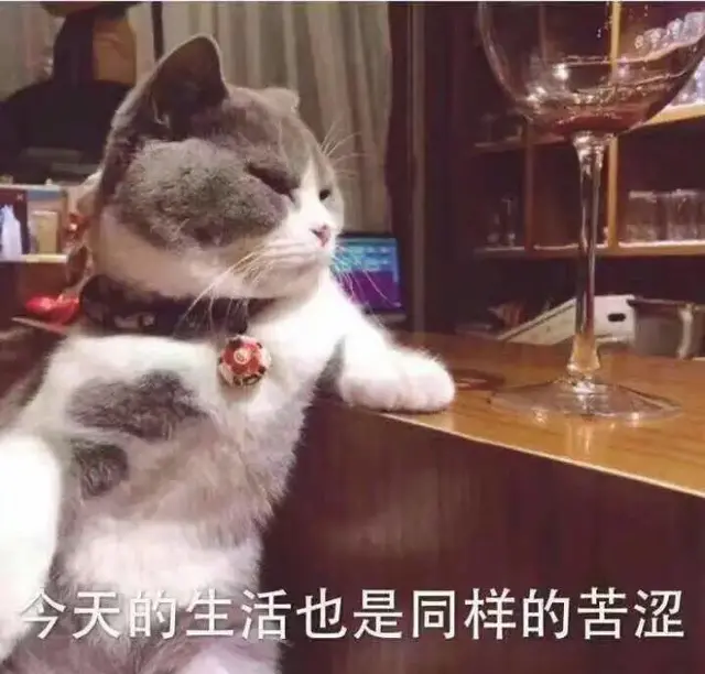 猫鼻支用什么药最有效(猫鼻支用什么药物治疗)