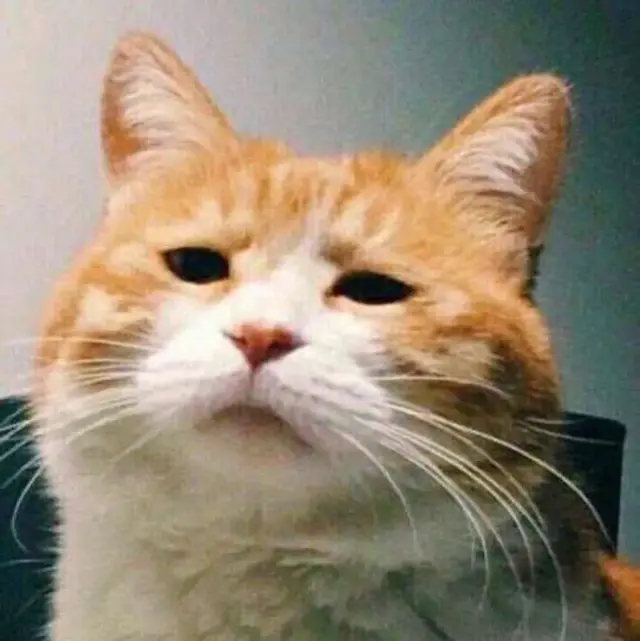 猫鼻支用什么药最有效(猫鼻支用什么药物治疗)