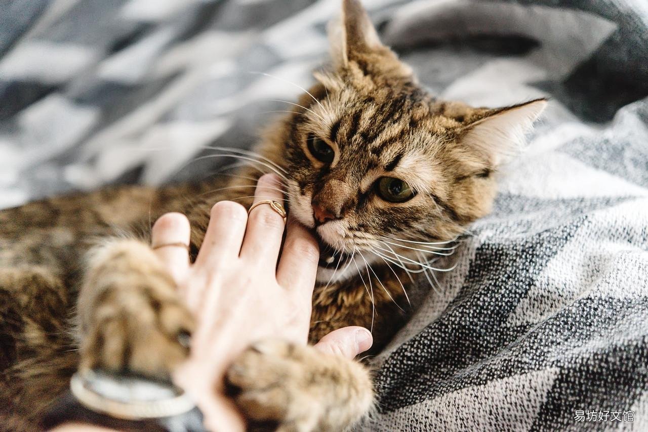 三个月小猫咬人怎么教育(怎么教育猫猫咬人)