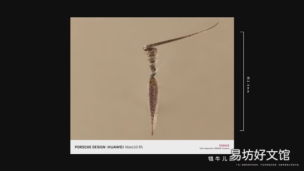 华为Mate 50 RS超微距拍摄种子:2.5毫米空间的奇迹