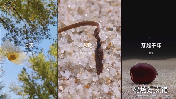 华为Mate 50 RS超微距拍摄种子:2.5毫米空间的奇迹