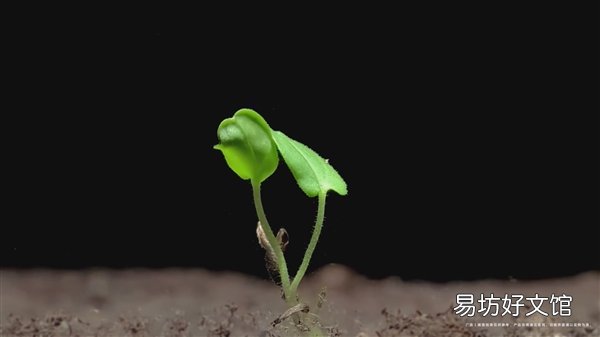 华为Mate 50 RS超微距拍摄种子:2.5毫米空间的奇迹