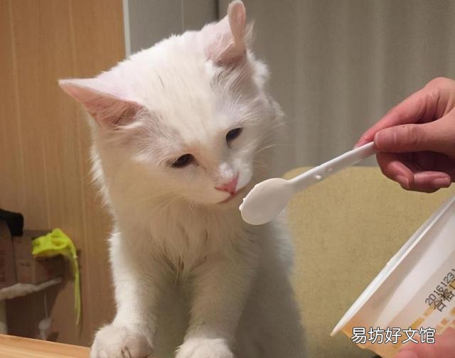 猫咪能吃点酸奶吗(猫咪酸奶可以吃么)