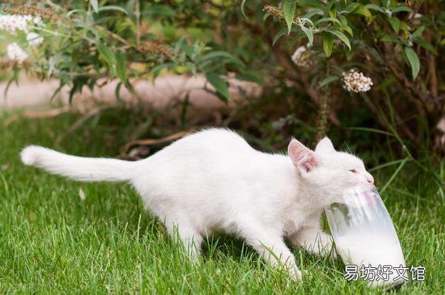 猫咪能吃点酸奶吗(猫咪酸奶可以吃么)