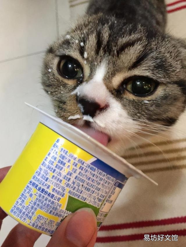 猫咪能吃点酸奶吗(猫咪酸奶可以吃么)