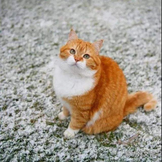 橘猫很胖正常吗(橘猫会长得很胖吗)