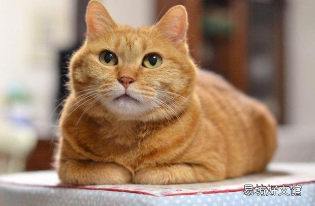 橘猫很胖正常吗(橘猫会长得很胖吗)
