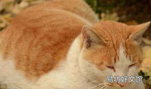 橘猫很胖正常吗(橘猫会长得很胖吗)