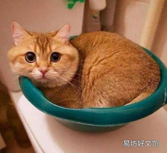 橘猫很胖正常吗(橘猫会长得很胖吗)