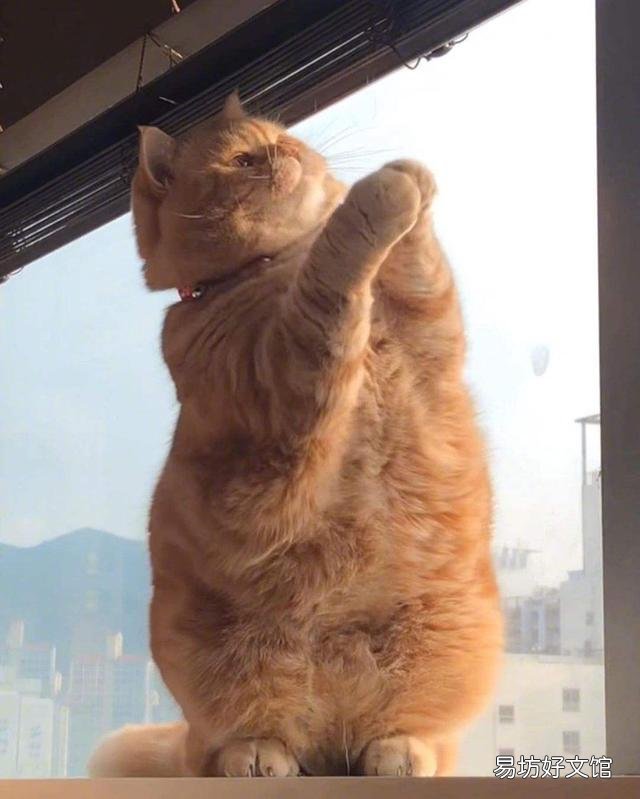 橘猫很胖正常吗(橘猫会长得很胖吗)