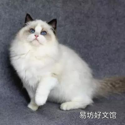 布偶猫哪个色最贵(布偶猫哪个色最贵最好看)