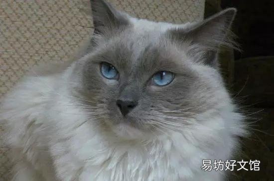 布偶猫哪个色最贵(布偶猫哪个色最贵最好看)