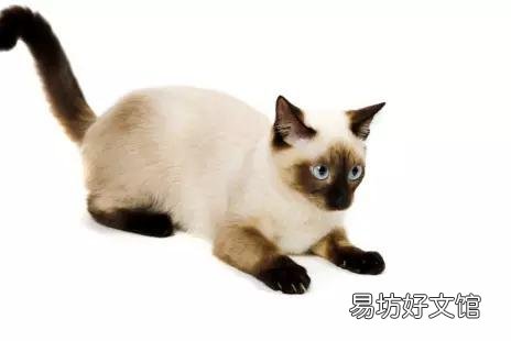 布偶猫哪个色最贵(布偶猫哪个色最贵最好看)