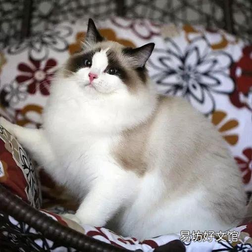 布偶猫哪个色最贵(布偶猫哪个色最贵最好看)