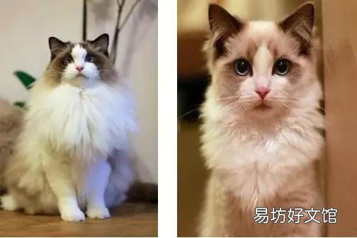 布偶猫哪个色最贵(布偶猫哪个色最贵最好看)