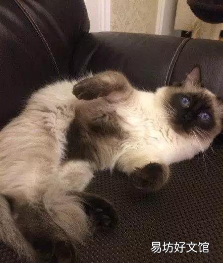 布偶猫哪个色最贵(布偶猫哪个色最贵最好看)