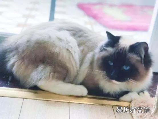 布偶猫哪个色最贵(布偶猫哪个色最贵最好看)