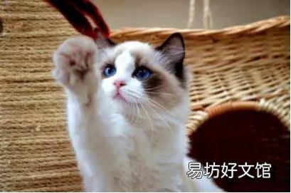 布偶猫哪个色最贵(布偶猫哪个色最贵最好看)