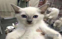 布偶猫哪个色最贵(布偶猫哪个色最贵最好看)