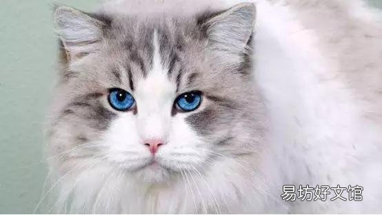 布偶猫哪个色最贵(布偶猫哪个色最贵最好看)