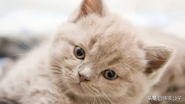 单独养母猫需要绝育吗(母猫可以直接绝育吗)
