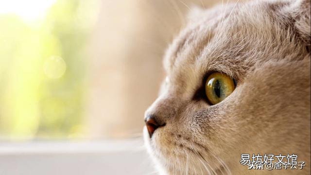 单独养母猫需要绝育吗(母猫可以直接绝育吗)