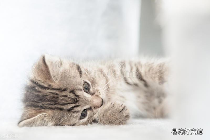 猫粮可以用水泡着吃吗(猫粮能用水泡着给猫吃吗)
