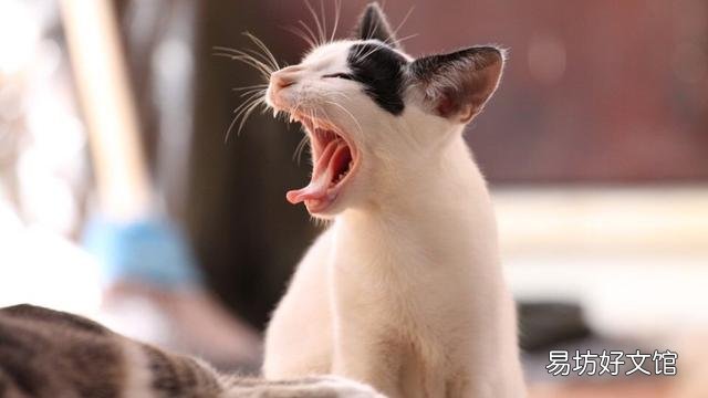 猫身上有跳蚤怎么去除(猫身上的跳蚤如何去除)