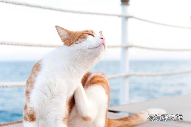 猫身上有跳蚤怎么去除(猫身上的跳蚤如何去除)