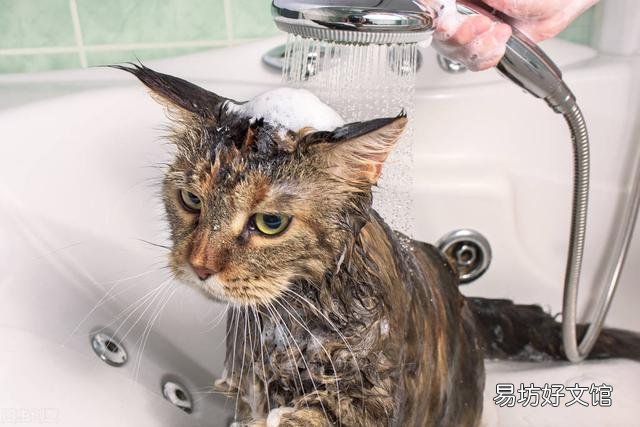 猫身上有跳蚤怎么去除(猫身上的跳蚤如何去除)