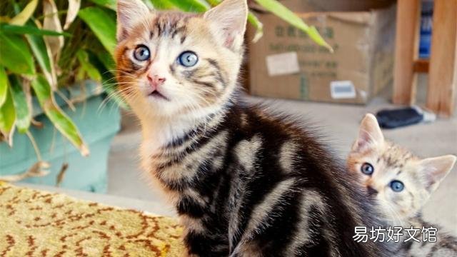 猫身上有跳蚤怎么去除(猫身上的跳蚤如何去除)