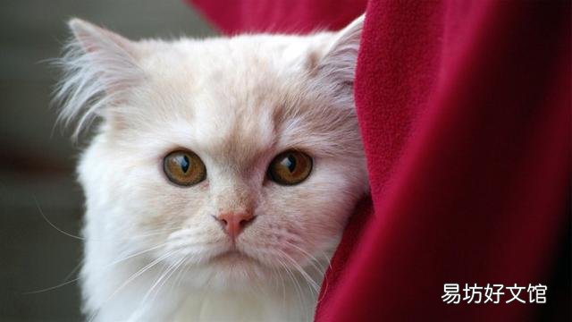 猫身上有跳蚤怎么去除(猫身上的跳蚤如何去除)