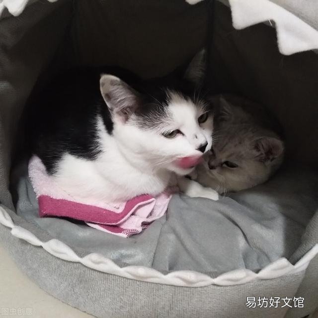 猫身上有跳蚤怎么去除(猫身上的跳蚤如何去除)