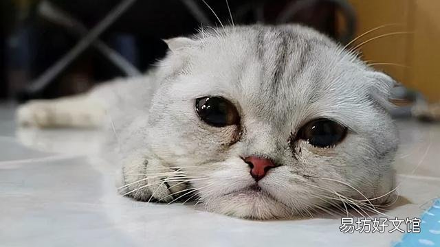猫咪换主人后会难过吗(猫咪换主人了会怎么样)