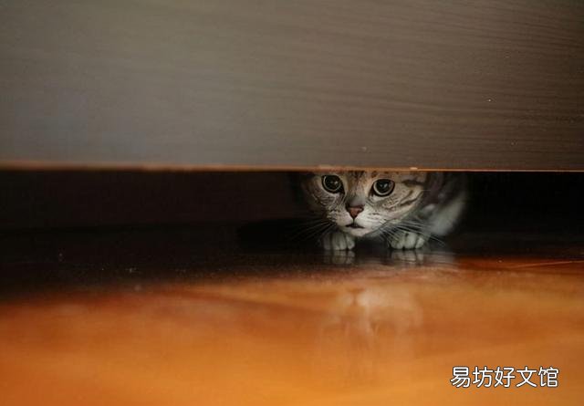 猫咪换主人后会难过吗(猫咪换主人了会怎么样)