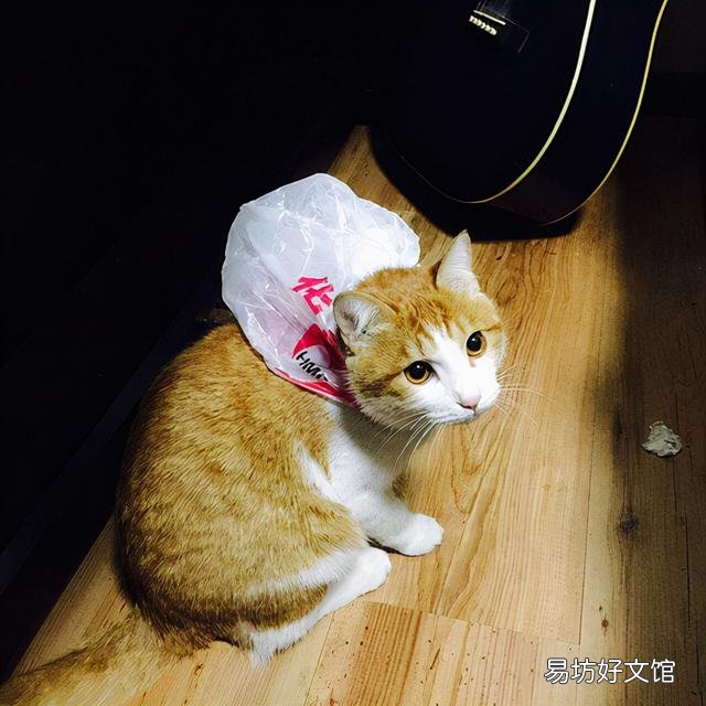 猫咪换主人后会难过吗(猫咪换主人了会怎么样)