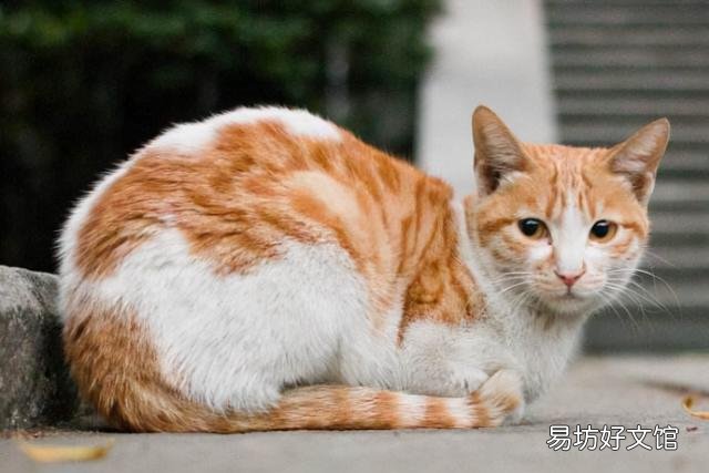 猫咪换主人后会难过吗(猫咪换主人了会怎么样)