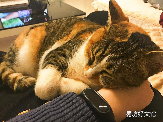 猫咪换主人后会难过吗(猫咪换主人了会怎么样)