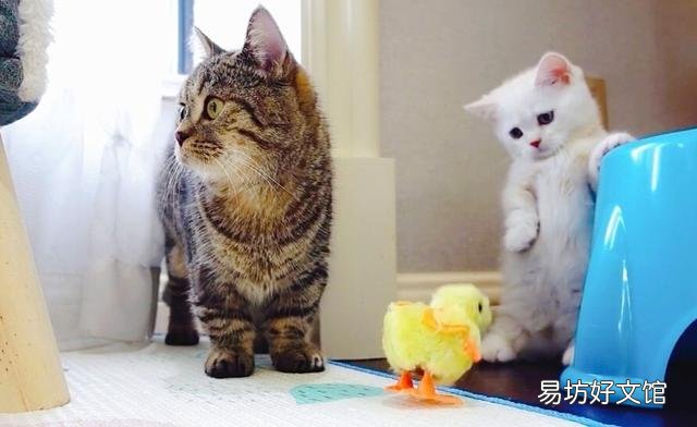 猫咪换主人后会难过吗(猫咪换主人了会怎么样)