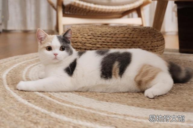 猫咪换主人后会难过吗(猫咪换主人了会怎么样)