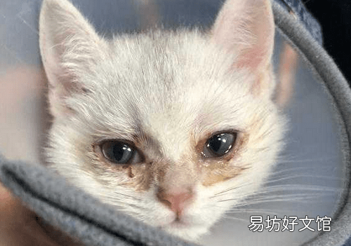 猫眼睛睁不开是什么原因(猫眼睛睁不开是怎么回事)