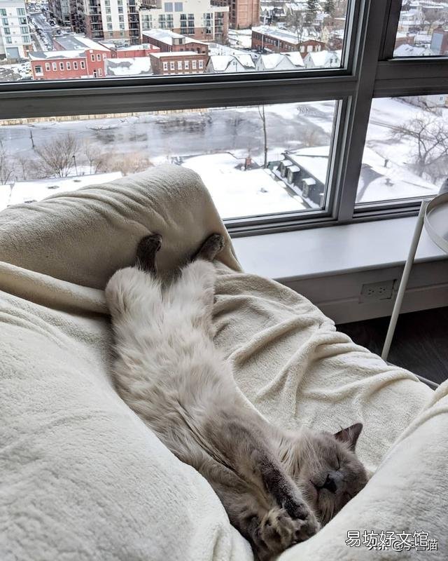 猫眼睛睁不开是什么原因(猫眼睛睁不开是怎么回事)