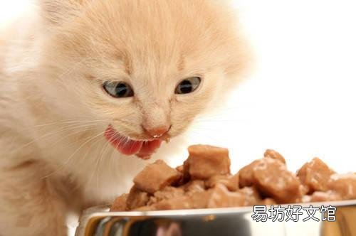 猫眼睛睁不开是什么原因(猫眼睛睁不开是怎么回事)