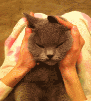 猫咪耳朵热就是发烧吗(猫咪耳朵热一定是发烧吗)