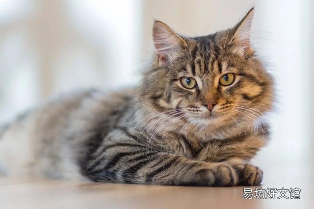 纯种猫有哪些品种(最纯的猫是什么品种)