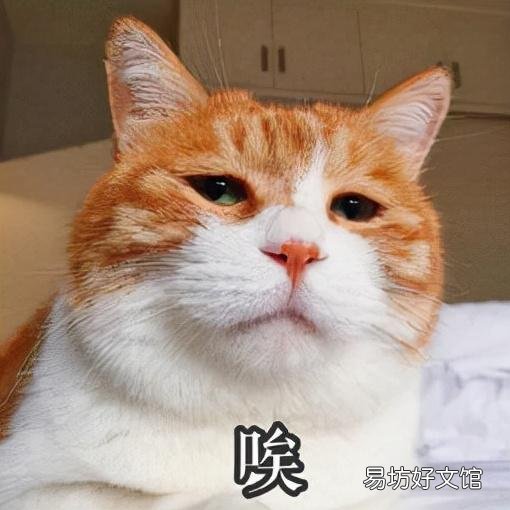 貓能用人的沐浴露么(貓能不能用人的沐浴露)
