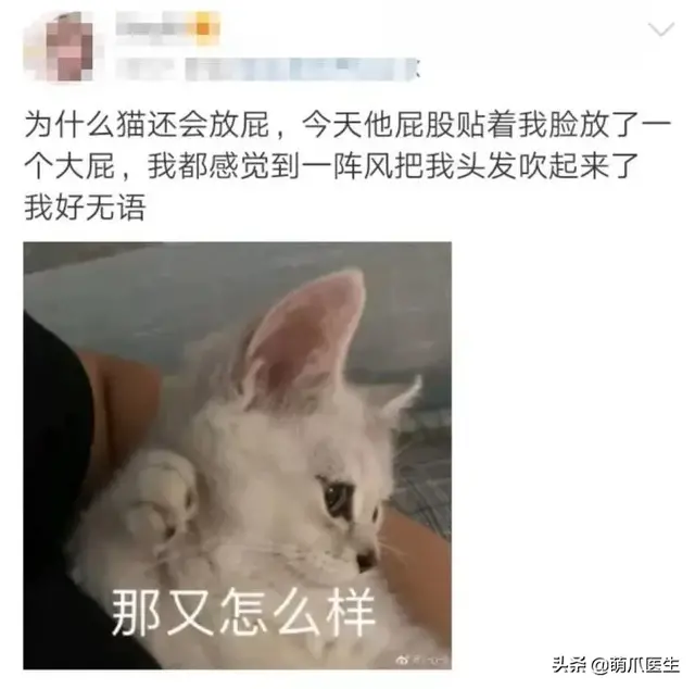 猫会放屁吗(猫知道自己放屁臭吗)