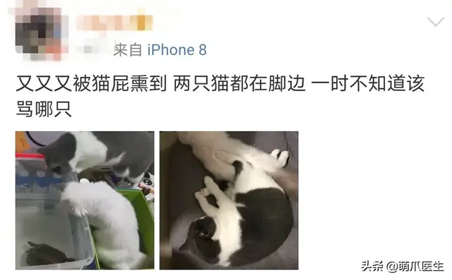 猫会放屁吗(猫知道自己放屁臭吗)