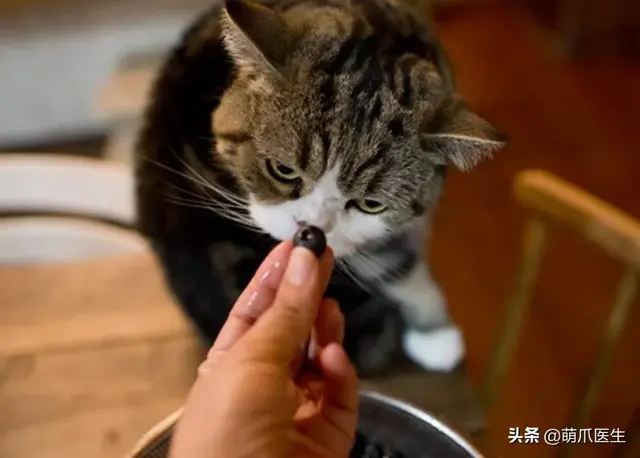 猫会放屁吗(猫知道自己放屁臭吗)